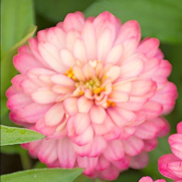 zinnia960